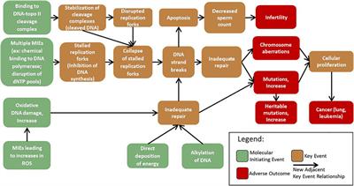 A Case Study on Integrating a New Key Event Into an Existing Adverse Outcome Pathway on Oxidative DNA Damage: Challenges and Approaches in a Data-Rich Area